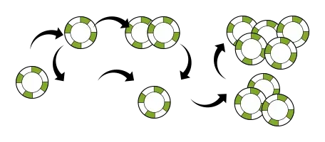 Der har været utallige forsøg på at opfinde indsatssystemer, der kan give gevinst i roulette. Næsten alle roulette strategier der bliver brugt i dag, er en eller anden version af de klassiske strategier